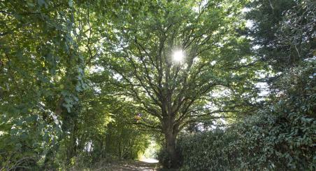 arbres