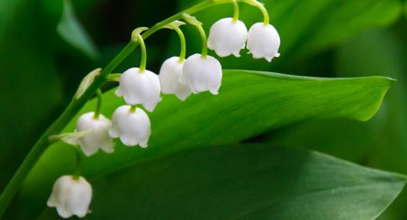 Brin de muguet