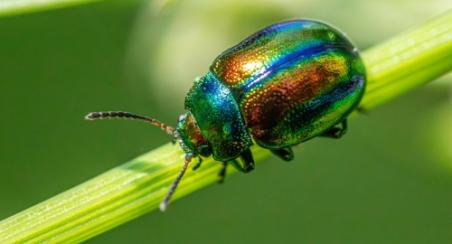 Société d'Horticulture du Pays de Vannes Biodiversite-au-jardin
