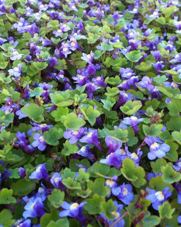 fleurs