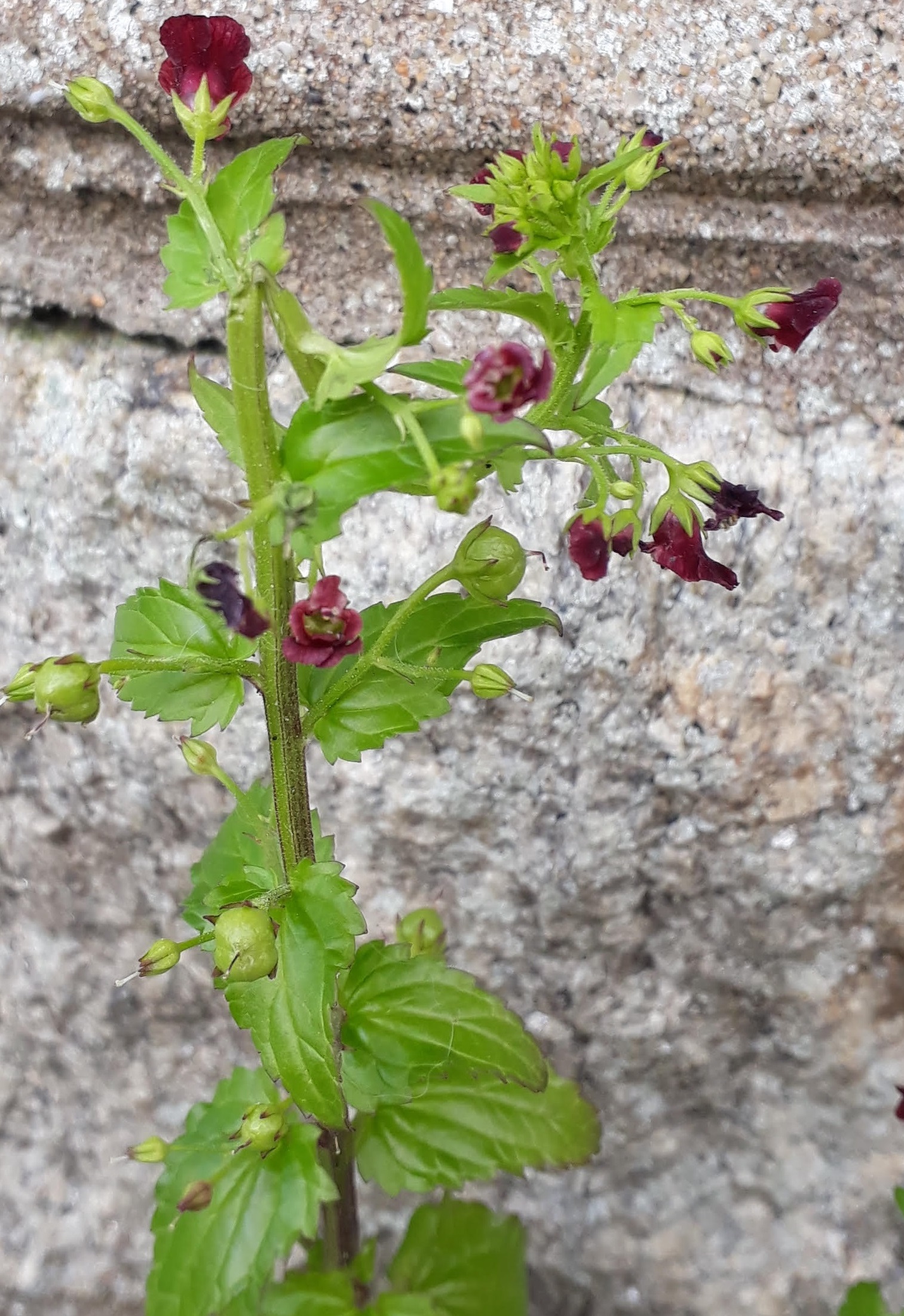 fleurs