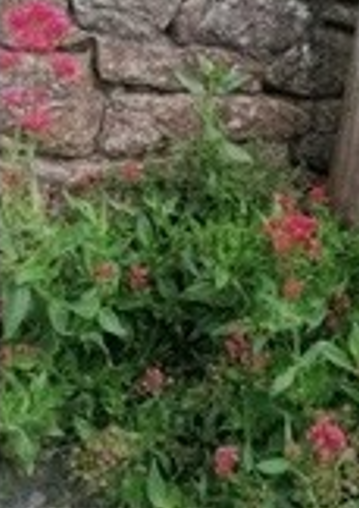 fleurs