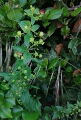 fleurs