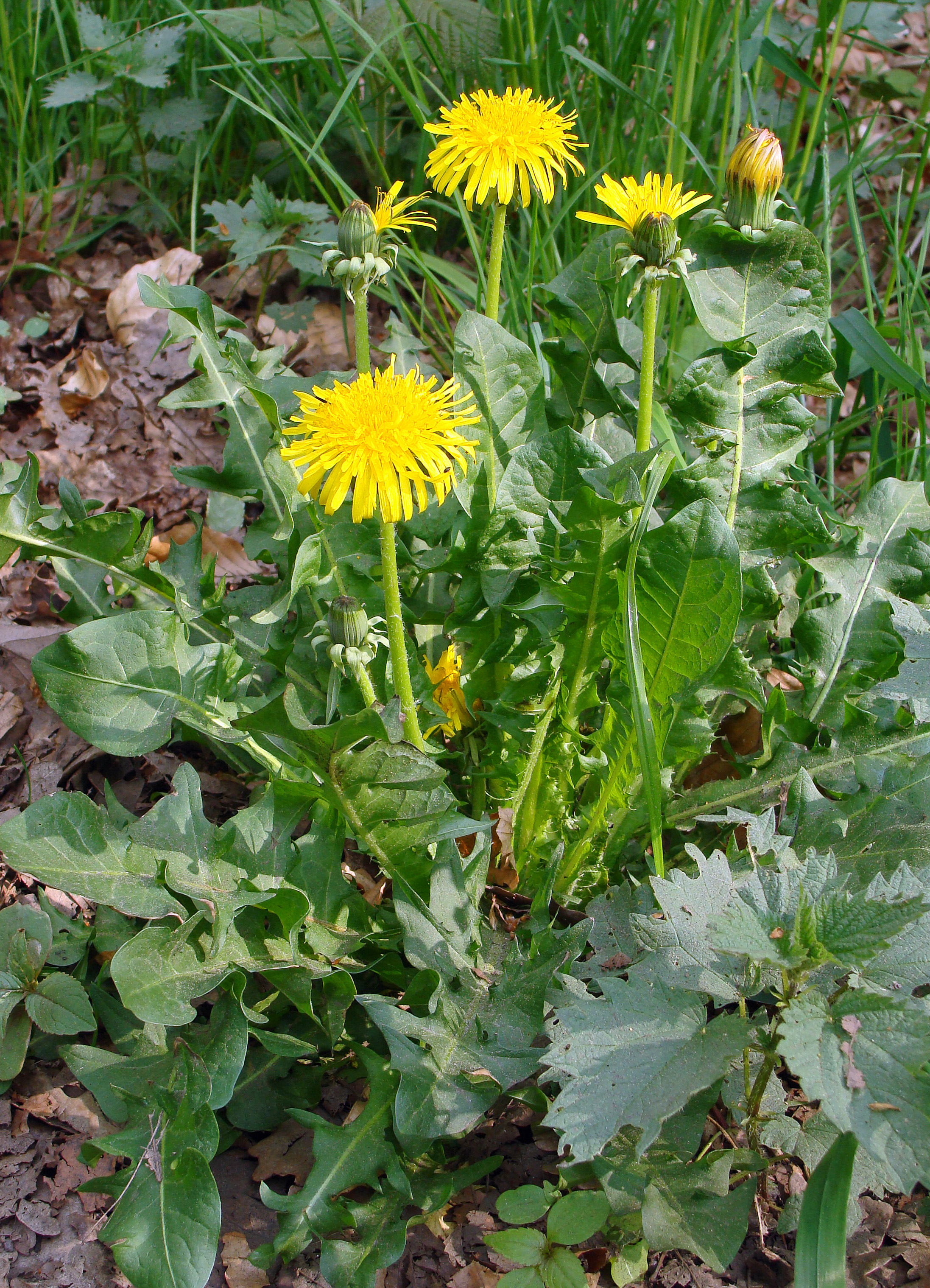 fleurs