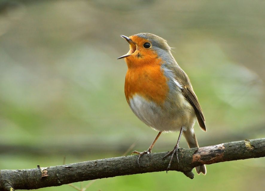 rouge-gorge