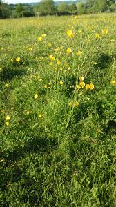 fleurs