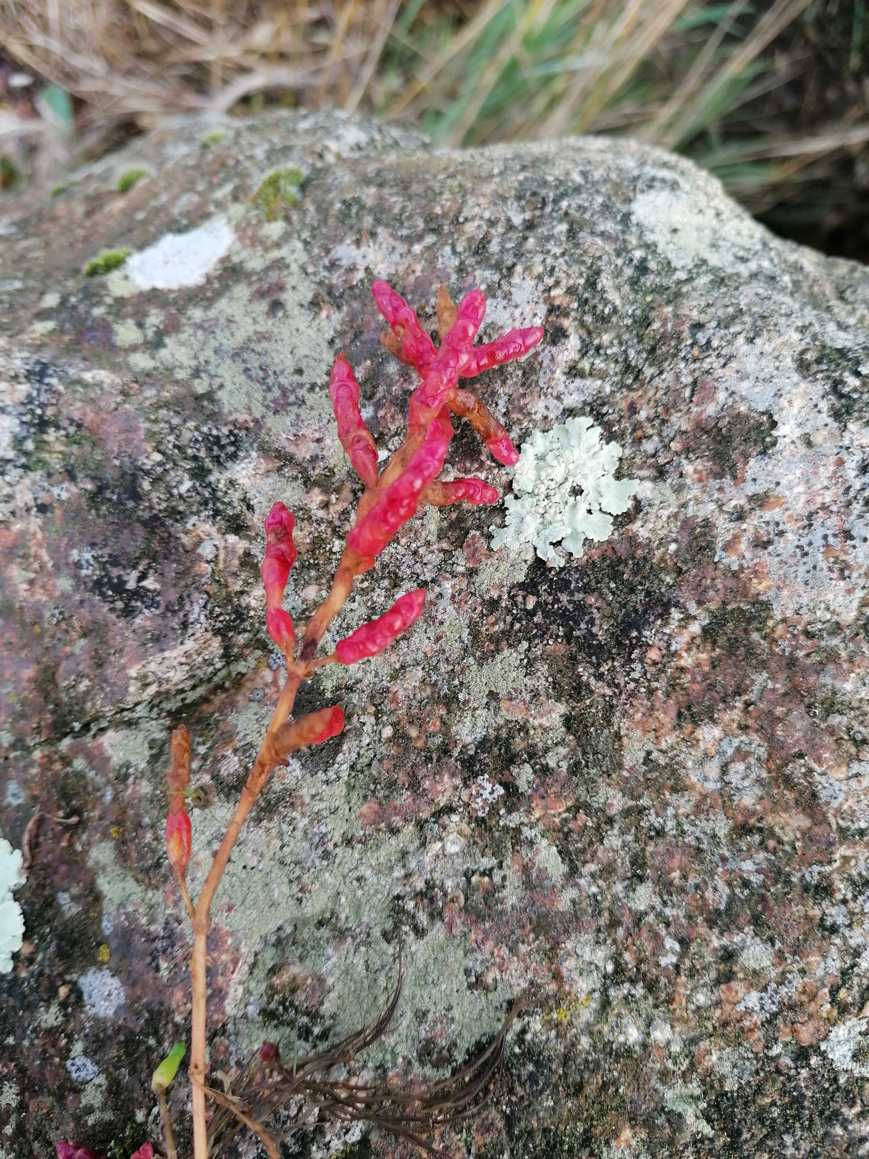 salicorne