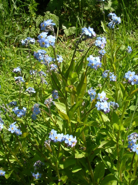 fleurs