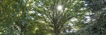 <p>Patrimoine arboré&nbsp;</p>