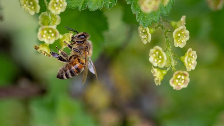 pollen