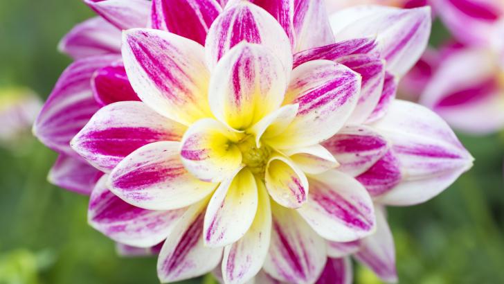 fleurs