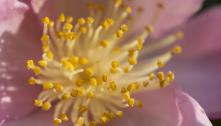 fleur