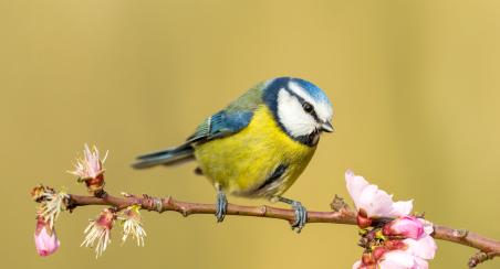 Comptez les oiseaux des jardins
