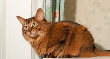 chat Somali
