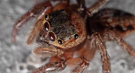 araignée sauteuse