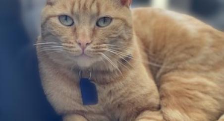 chat libre de droit